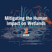 Mitigating the Human Impact on Wetlands